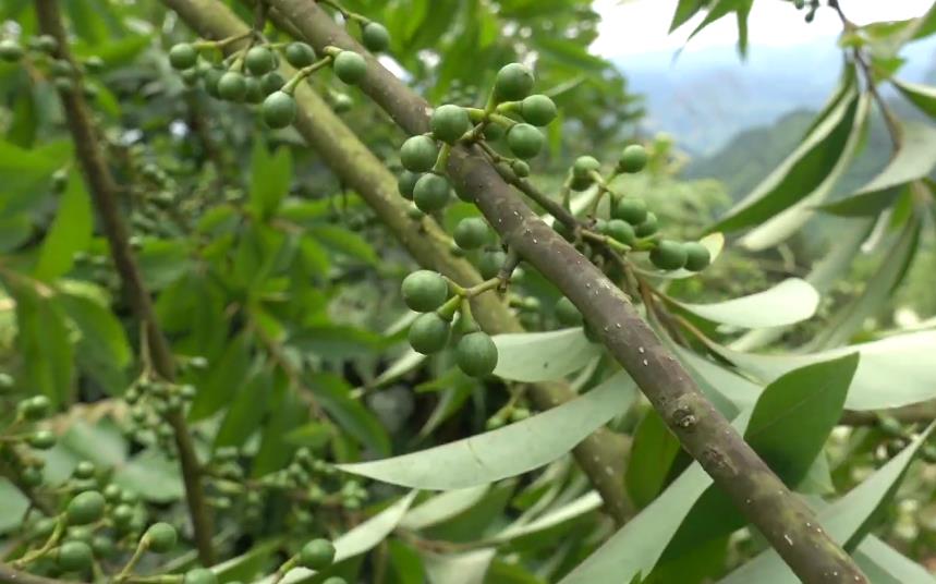 熱帶香料植物——馬來樹胡椒