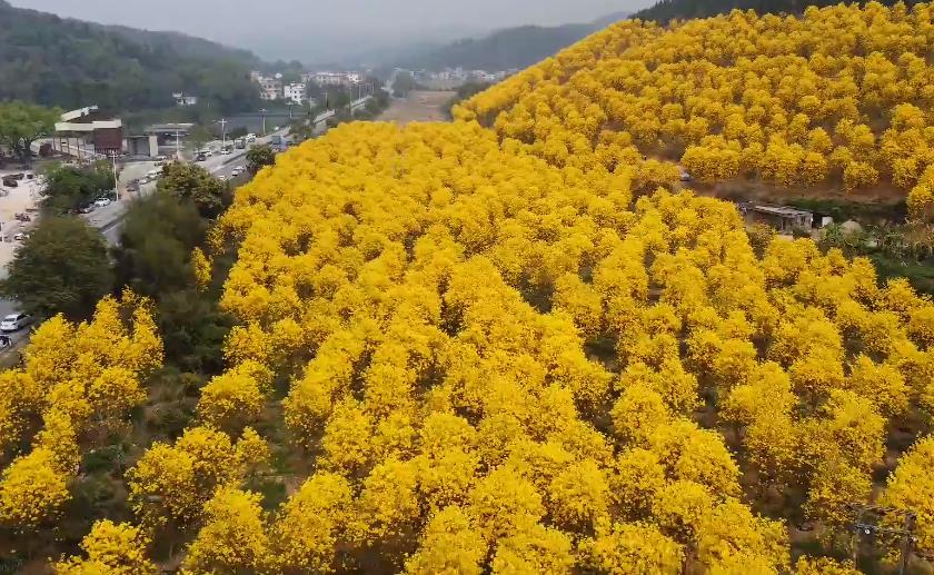 黃花風(fēng)鈴木