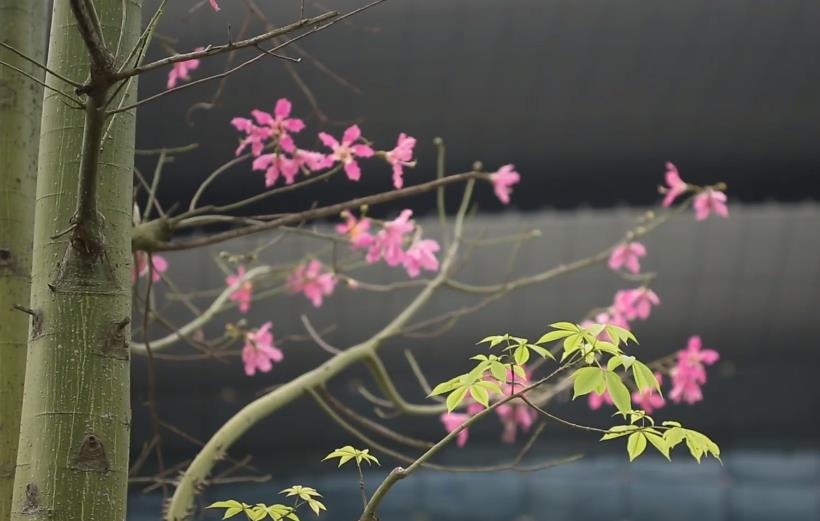 美麗異木棉