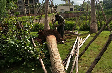 绿化工程-大树移植