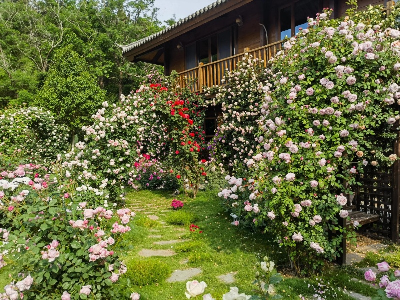 庭院花園常見的草坪