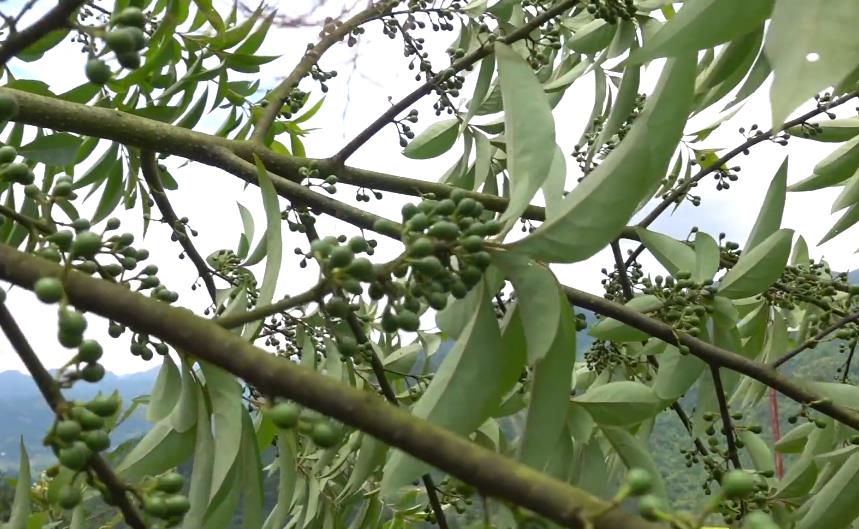 熱帶香料植物——馬來(lái)樹(shù)胡椒