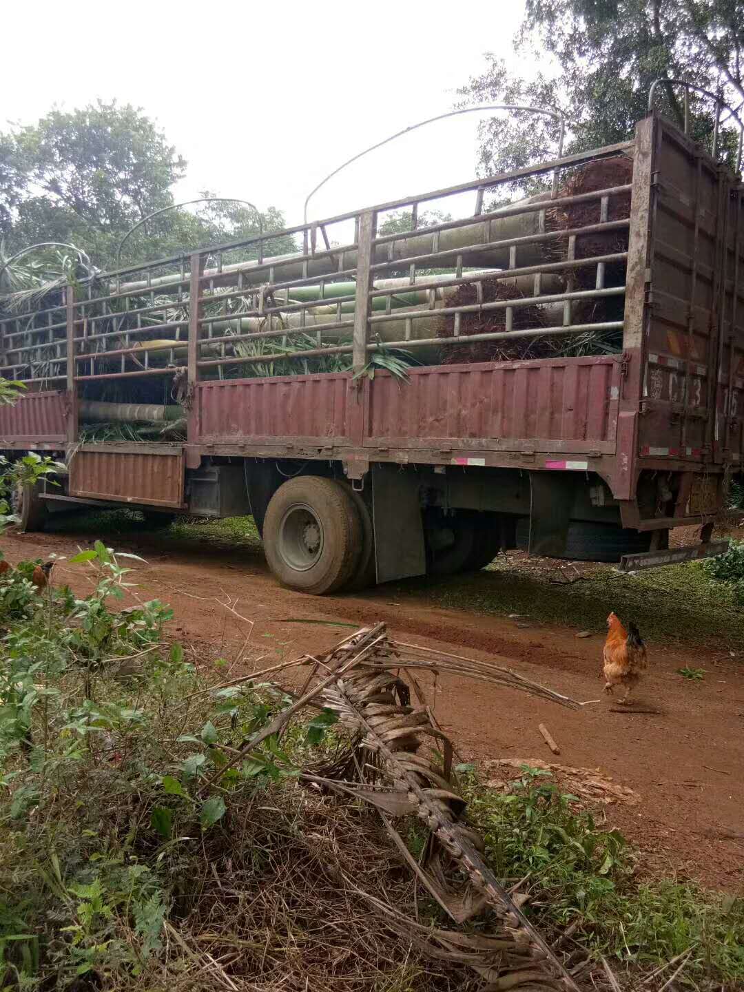 綠化苗木運輸