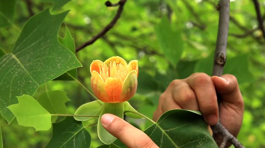 鵝掌楸