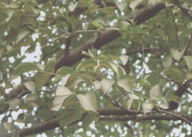 海南园林绿化苗木-落叶乔木-重阳木
