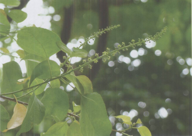 海南园林绿化工程苗木-落叶小乔木-巴豆