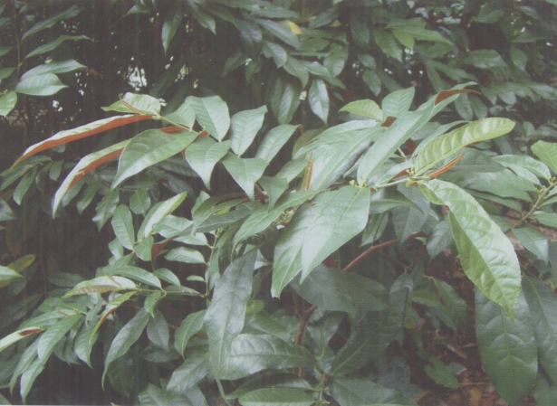 海南园林绿化工程苗木-常绿灌木-红背挂
