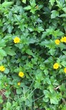 海南边坡绿化植物蟛蜞菊
