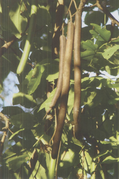 绿化苗木-腊肠树