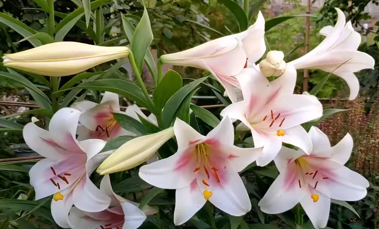 百合花的特征与种植养护要点